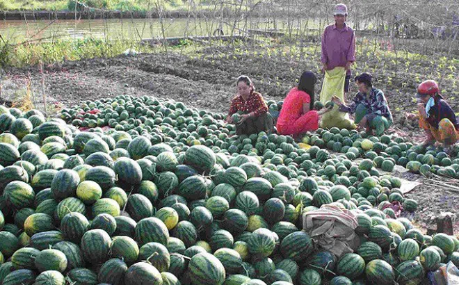 Kết nối DN phân phối lớn với nông dân để tiêu thụ nông sản