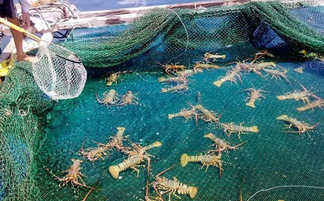 Khơi thông thị trường nội địa, gỡ khó cho vùng nuôi tôm hùm