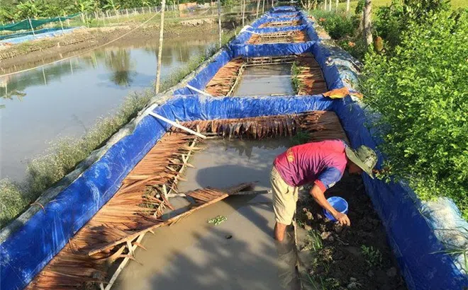 Hậu Giang: Làm giàu từ nuôi lươn