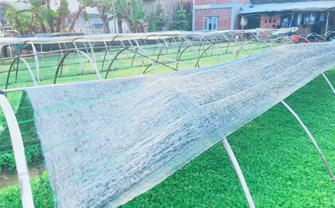 Quảng Nam: Làm giàu từ trồng cây cải con sạch