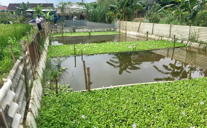 Nghệ An: Ngăn ruộng, thả bèo nuôi cua cho thu nhập 'khủng'