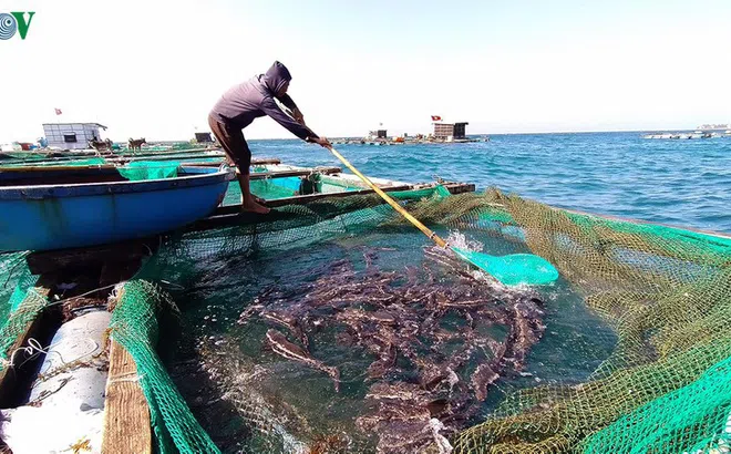 Quảng Ngãi: Lãi hàng trăm triệu đồng từ nuôi cá bớp lồng bè trên đảo Lý Sơn
