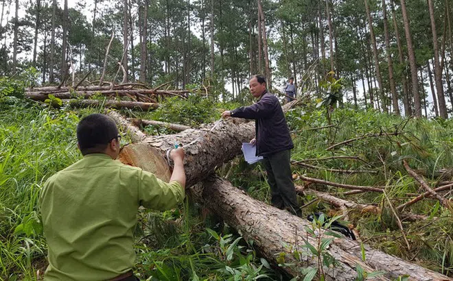 Lâm Đồng: Nguyên Giám đốc Sở Nông nghiệp bị khởi tố vì vi phạm quy định về quản lý rừng