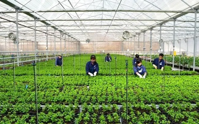 Cần đặc biệt ưu tiên các DN, HTX quy mô lớn đầu tư mạnh hơn vào nông nghiệp