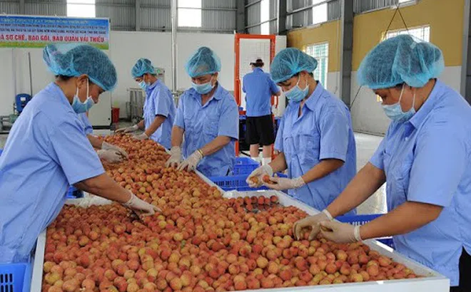 Nông sản Việt cần mở rộng thị trường