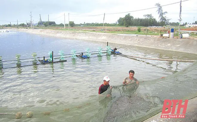 Thanh Hóa: Hướng làm giàu cho người nuôi trồng thủy sản vùng triều Hậu Lộc