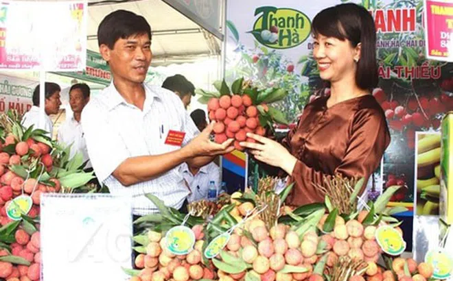Hải Dương xuất khẩu lô vải thiều đầu tiên năm 2020