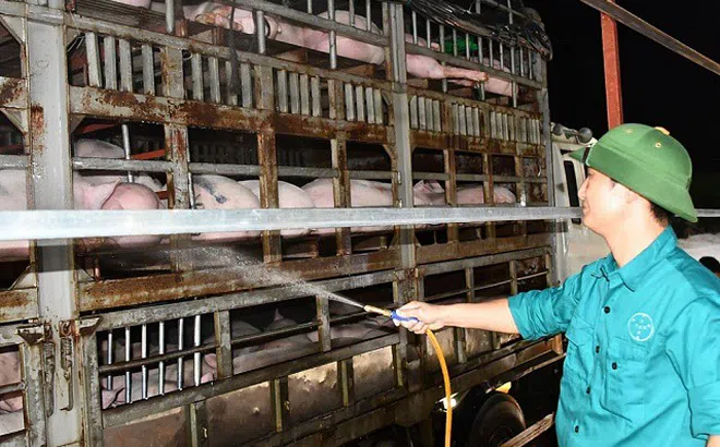 Nhập gần 2 triệu con lợn sống từ Thái Lan về Việt Nam