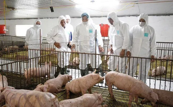 Hải Phòng: Tái đàn và tăng đàn giống để khôi phục chăn nuôi lợn