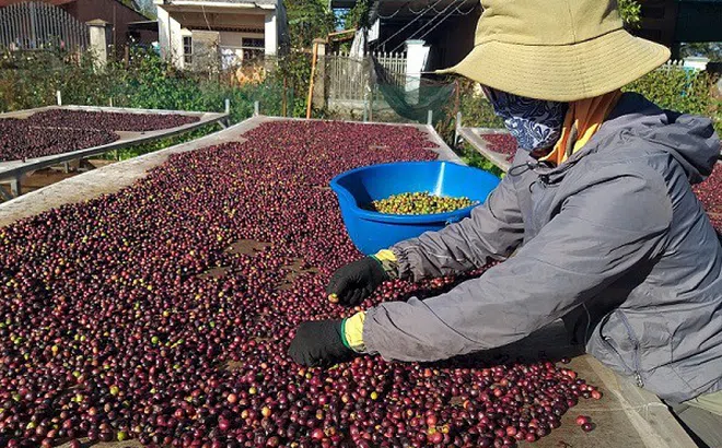 Xuất khẩu lô cà phê đầu tiên xuất sang châu Âu theo Hiệp định EVFTA